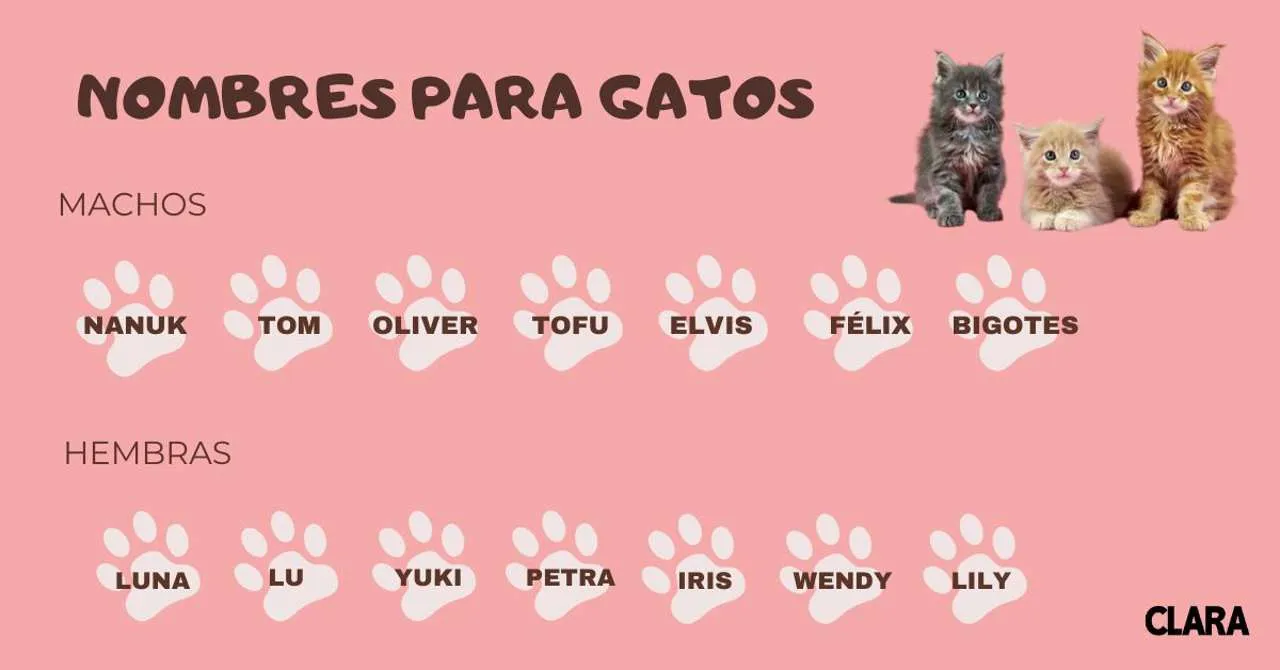 350 nombres de gatos bonitos y originales (ordenados por tipología)