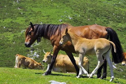 Vacas y caballos - Imagui