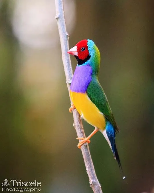 39 excelente fotos de coloridas aves.. :-) - Taringa!