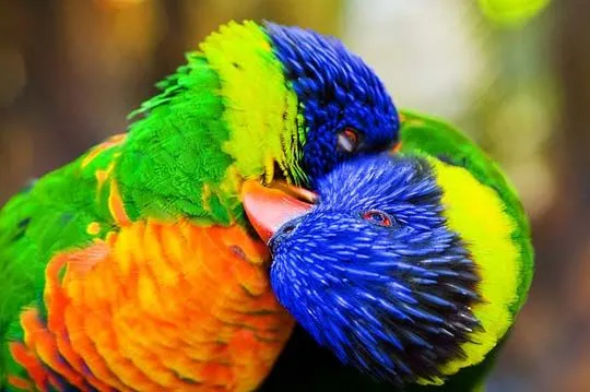 39 excelente fotos de coloridas aves.. :-) - Taringa!