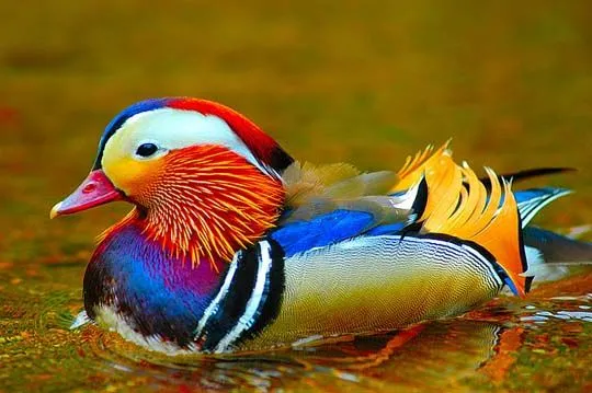 39 excelente fotos de coloridas aves.. :-) - Taringa!