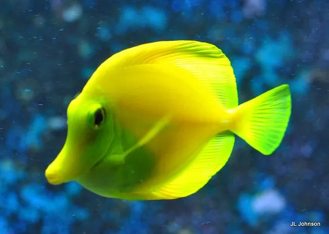 3D Fish | Flickr - Photo Sharing!