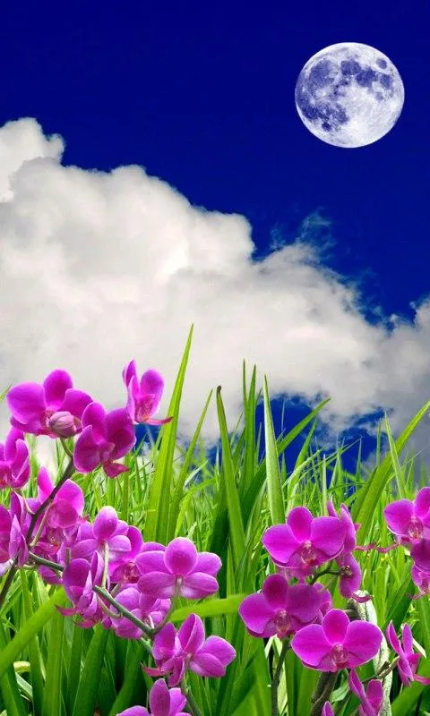 3D flowers HD Live Wallpaper - Android Apps on Google Play