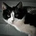 3:Gatos de dos colores (negro y blanco)#3 - a gallery on Flickr