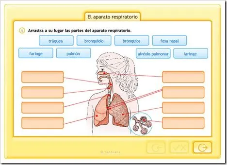 3.SIST.RESPIRATORIO | JUGANDO Y APRENDIENDO