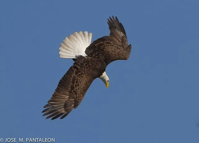 4-EL PICADO DEL AGUILA! Una vez escuché a mi hermana Yosyta ...