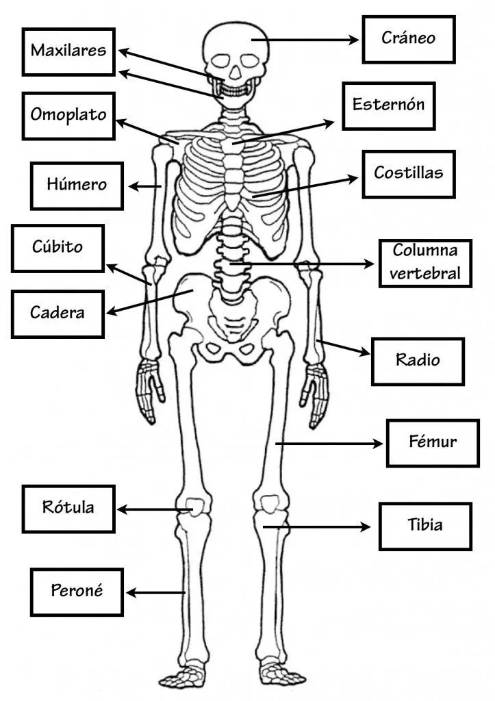 40 ideas de ESQUELETO | esqueleto, esqueleto humano, esqueleto dibujo