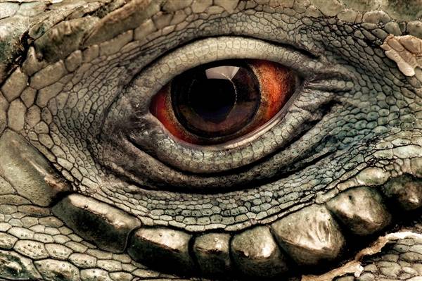 40 Macrofotografías de ojos animales – Marcianos