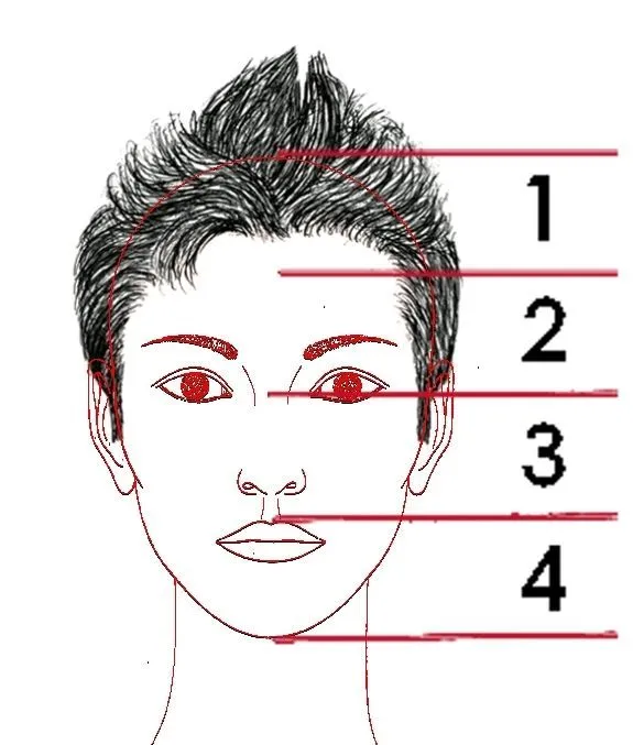 4.3. La proporción en el rostro. |