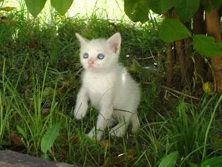  ... de 45 dias tiene unos hermosos ojos azules tipicos de gatito bebe que