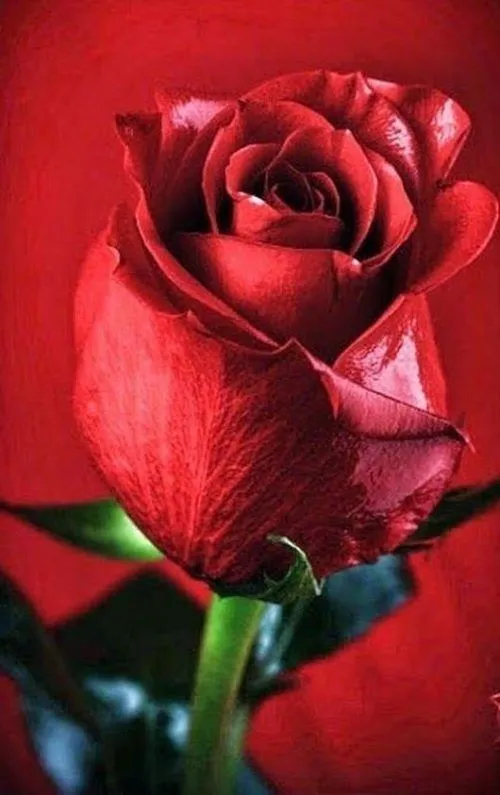 45 Imágenes de Rosas Rojas Hermosas | Beautiful flowers pictures, Beautiful  roses, Beautiful rose flowers
