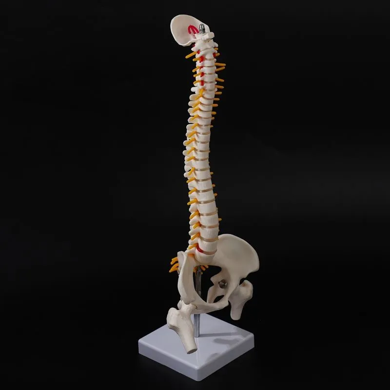 45cm Modelo De Esqueleto Humano Flexible Lumbar Para Adultos 1:1 Con Huesos  | Pago En Línea Rápido Y Seguro | Temu