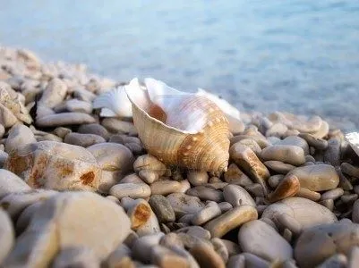 4909404-concha-de-caracol-de-mar-en-una-playa-de-cantos-rodados-en ...