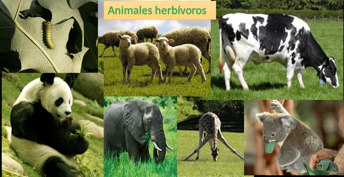 4.como se alimentan « WORLD FAMILY ANIMAL