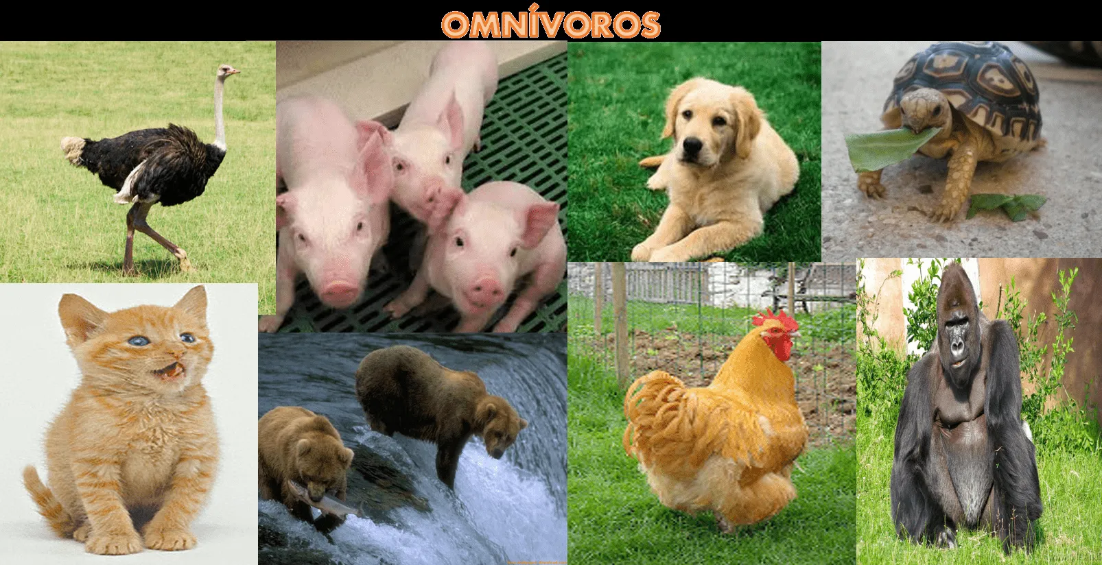 4.como se alimentan « WORLD FAMILY ANIMAL