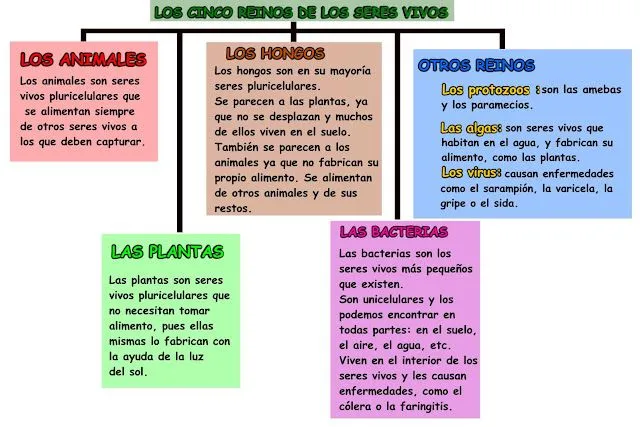 5º Curso de Educación Primaria: Tema 1: Los seres vivos