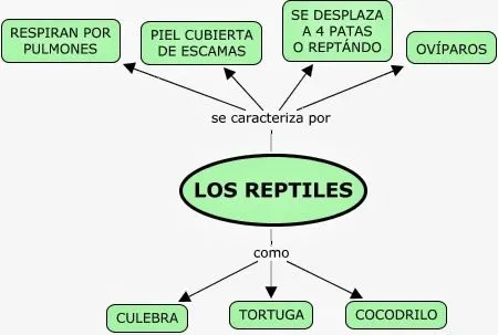 5º Marqueses 14/15: Reptiles