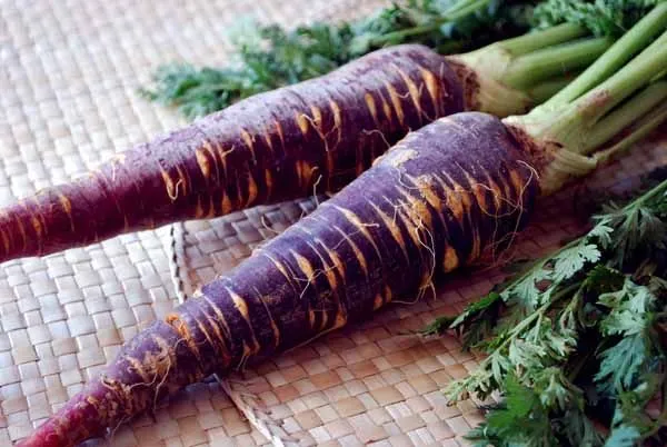 La zanahoria morada de Cuevas Bajas