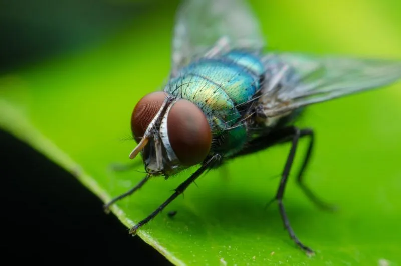 50 Ejemplos de Animales Invertebrados