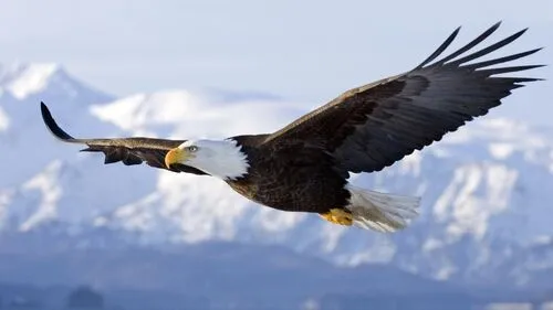 500px-Aguila_calva_volando.jpg