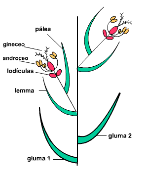 5.3. Inflorescencias Simples