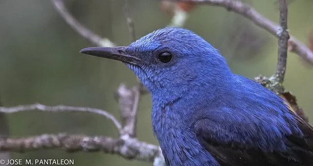 Fotos de pájaros azules - Imagui