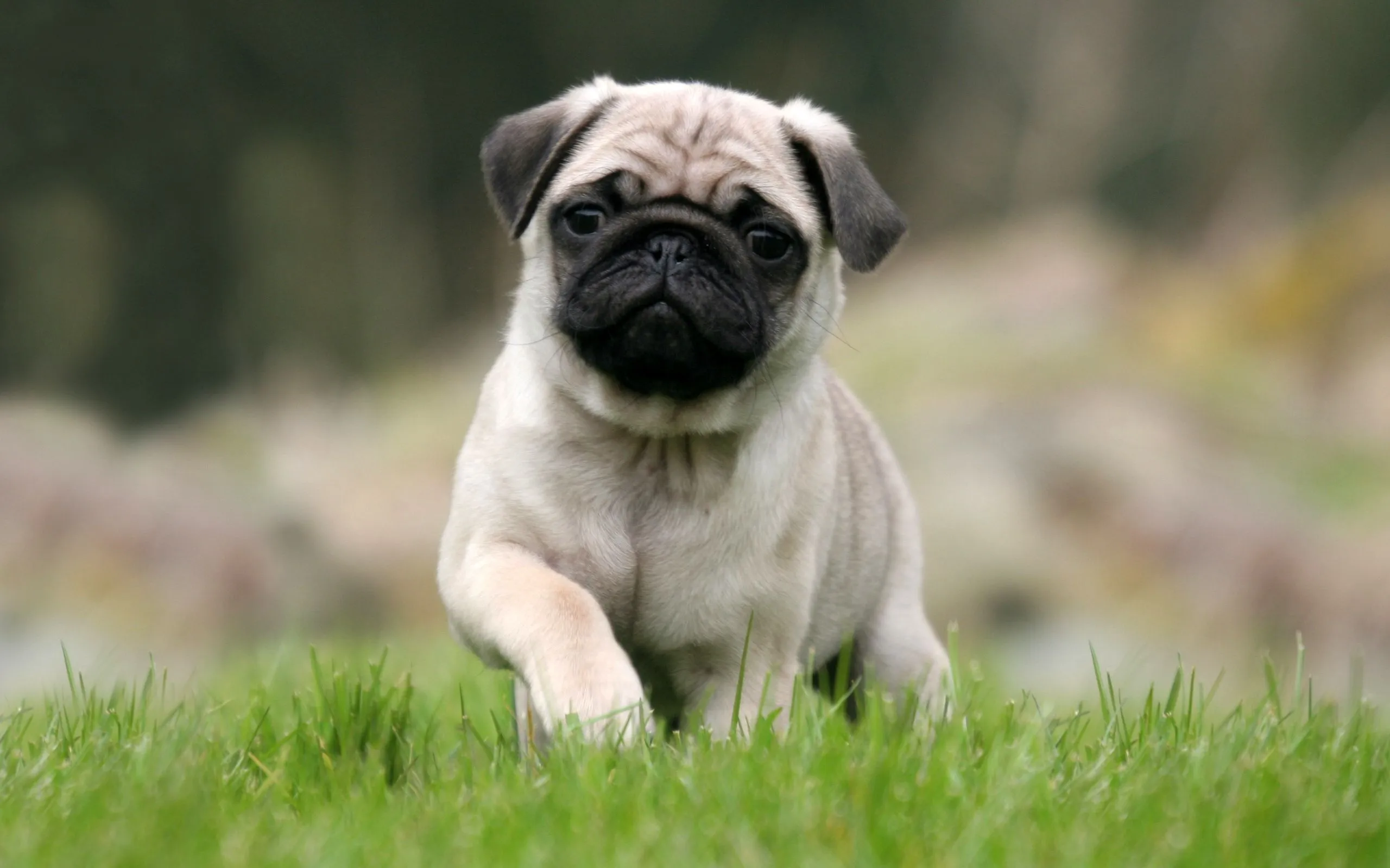 66 Pug Wallpapers | Pug Backgrounds