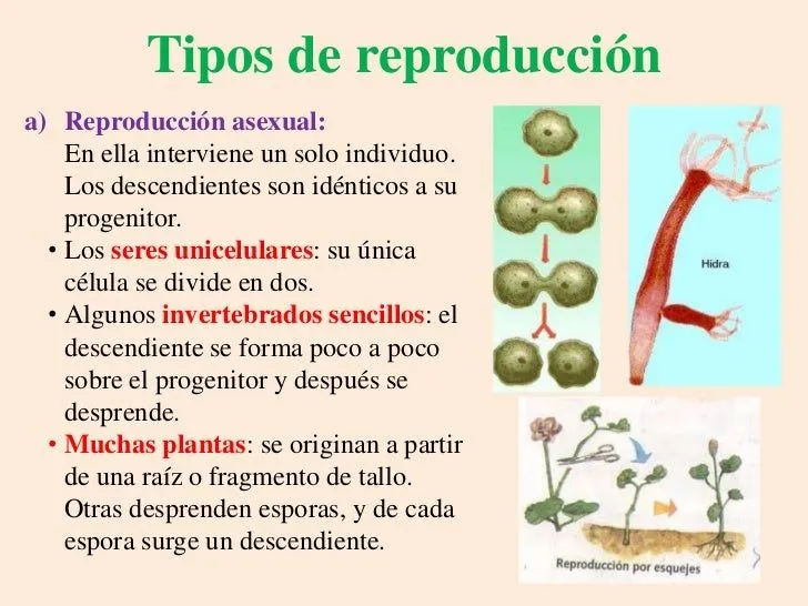 6cm01-la-reproduccin-en-los- ...