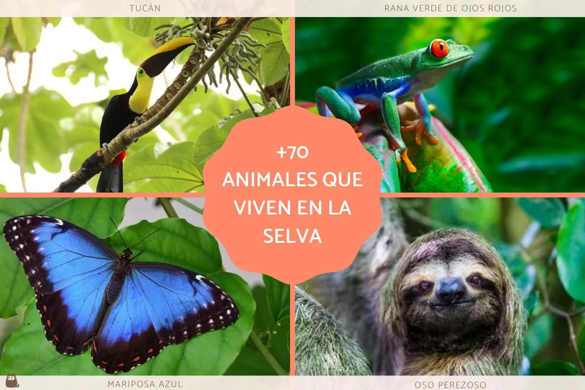 70 animales de la selva - Tropical, peruana, amazónica y misionera con FOTOS