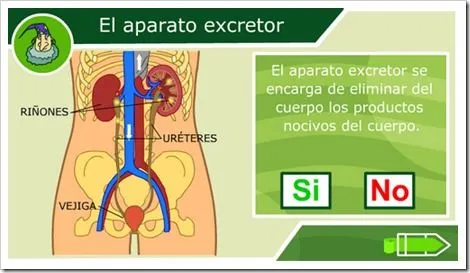 7.3- Aparato excretor | Nuestro blog de 5º y 6º