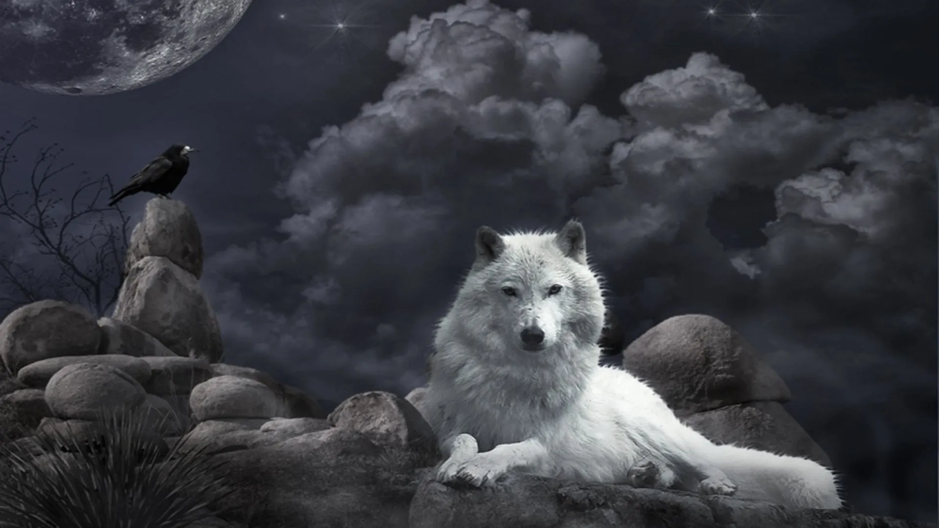 744 Wolf Wallpapers | Wolf Backgrounds