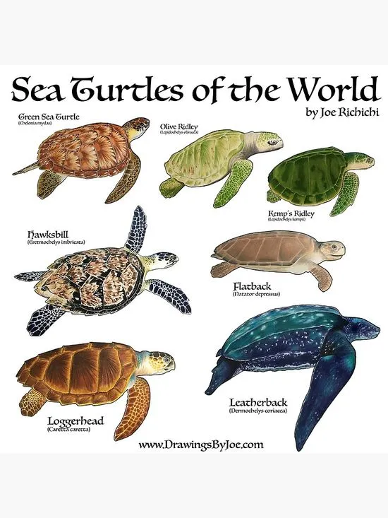 78 ideas de Tortugas | tortugas, infografia de animales, carteles de  animales