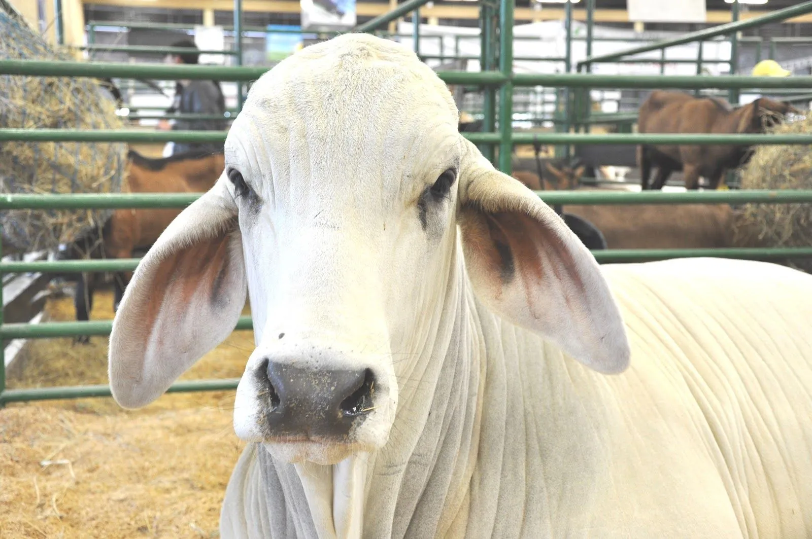 800 ejemplares de la raza en la 65° Feria Nacional Cebú ~ Noticias ...