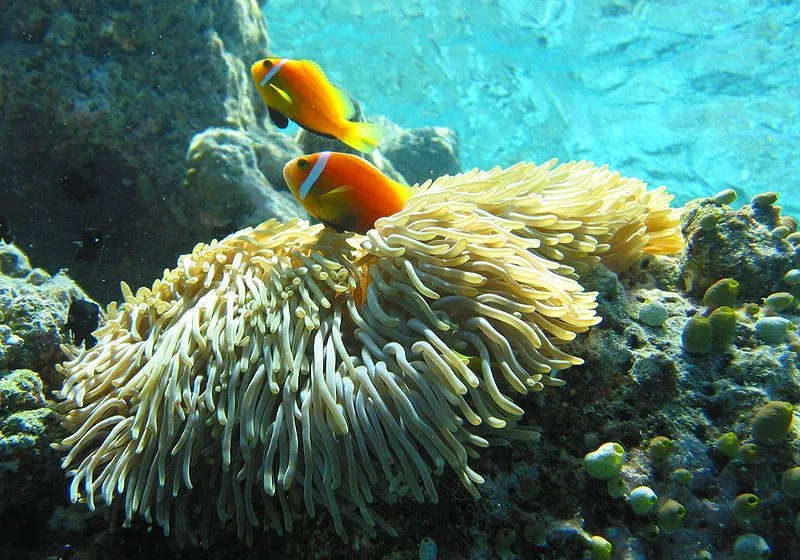 800px-Maldive_anemonefish.jpg