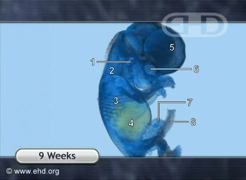 9-week-fetus-mri-animation.jpg