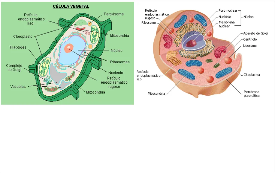 E U R E K A! » Ciencias naturales 3º (Ámbito científico-