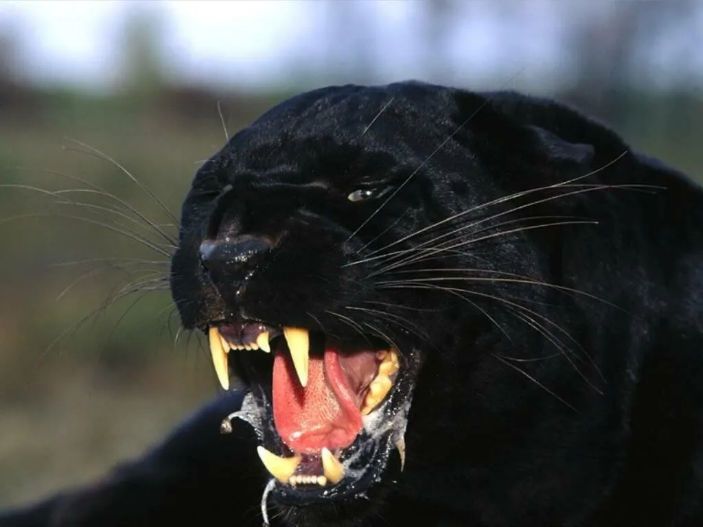 A- Level students cross Black Panther with Otter to make ...