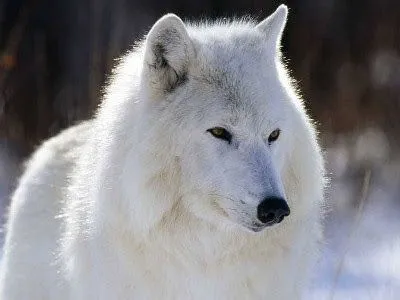 C A B A L A Y K A: LA LEYENDA DEL LOBO BLANCO