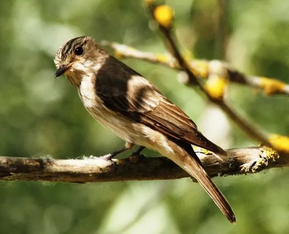 Abadia Aljarafe.: Las aves huelen el miedo de sus crías