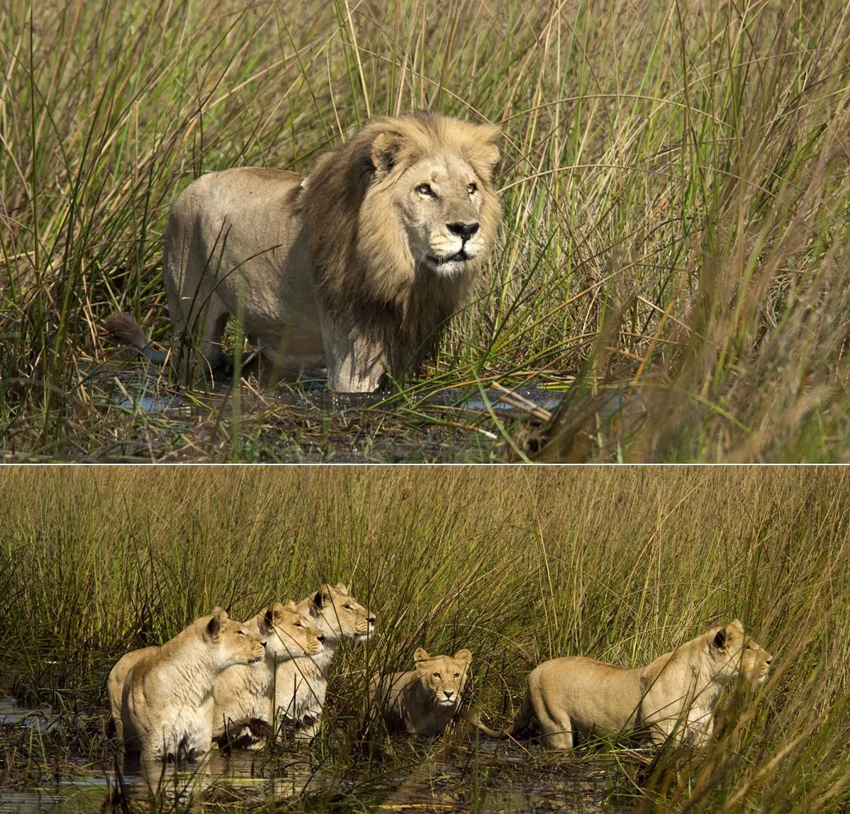 Los de abajo a la izquierda: El ataque de las superleonas