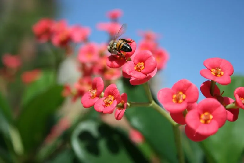 Abeja con Flores rojas by ~lemurianalien on deviantART