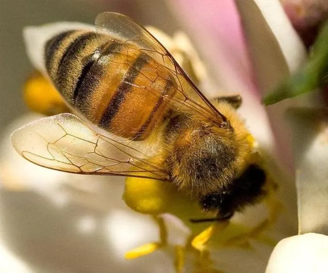 La Abeja Reina | Mascotas