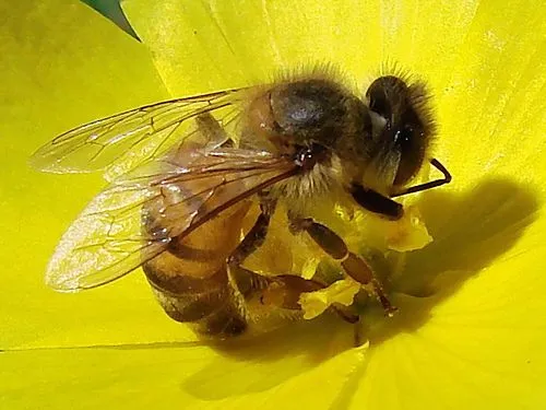 Las abejas están muriendo y, con ellas, morirá el mundo entero ...