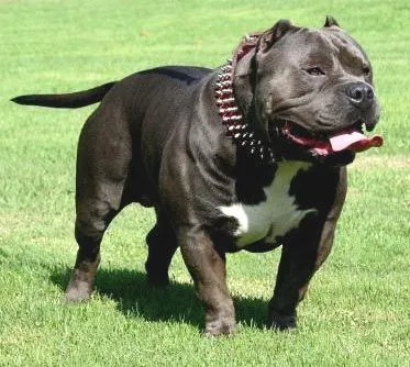 abel sidi: American Bully