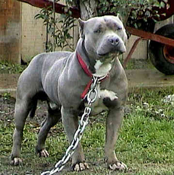 abel sidi: American Pit Bull Terrier