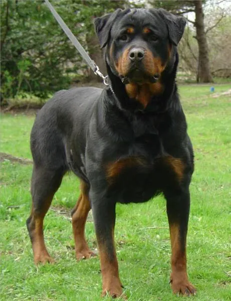 abel sidi: Rottweiler