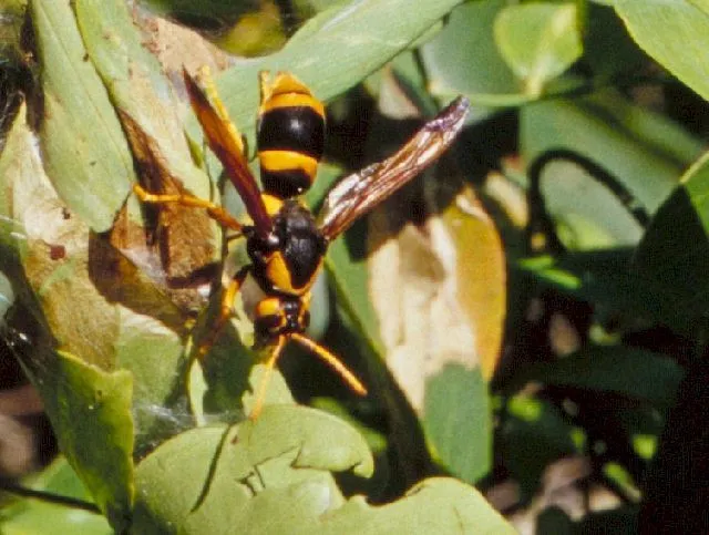 Abispa ephippium, australian hornet