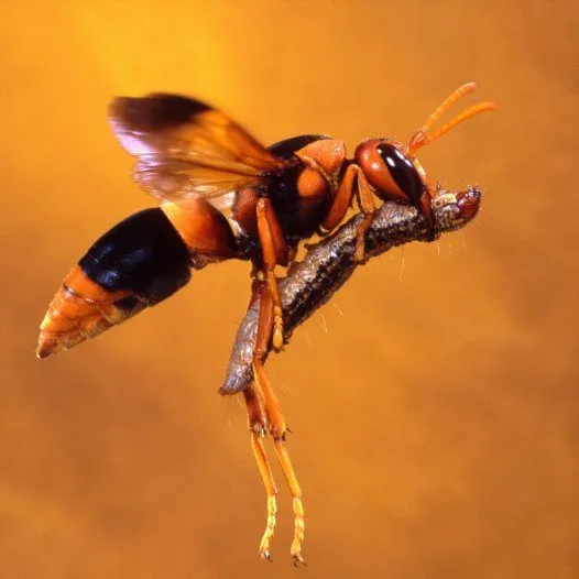 Abispa Wasp and Caterpillar - Raoul Slater - Australian Museum