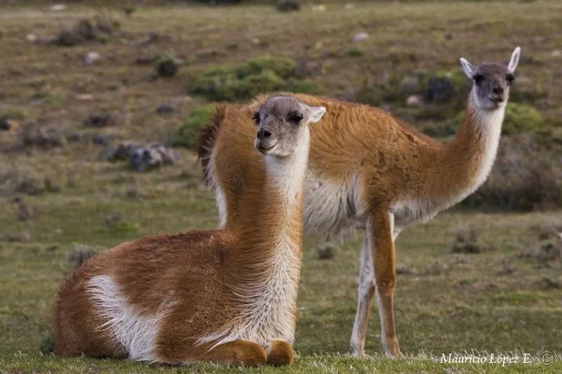 Aborígenes de Tierra del Fuego: Onas o Selk'nam... - Taringa!