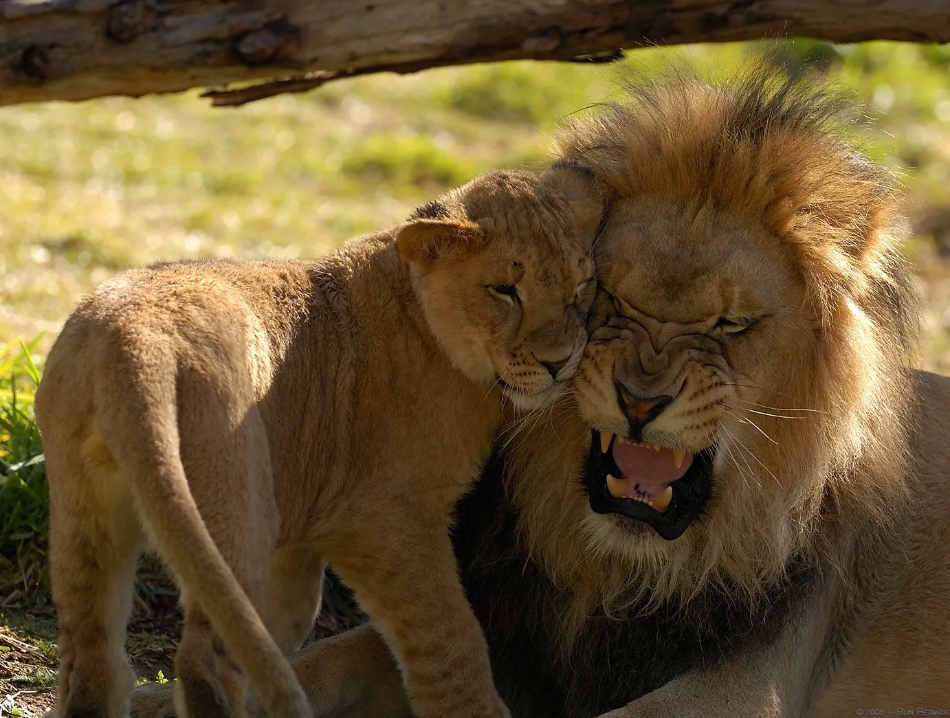 abrazo de leones 2